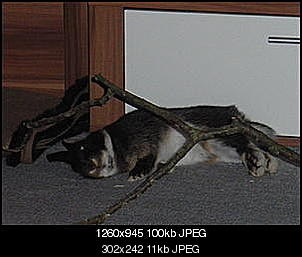 Jeden Tag ein totes Kaninchen im Stall-kuro.jpg