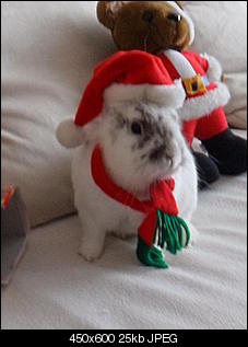 Weihnachtskarten selbst machen. H�schen mit M�tze...Tierqu�lerei?-user5697_pic7237_1303805555.jpg