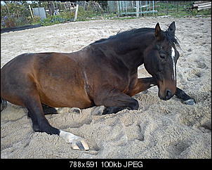 kopf, bauch und vier hufe - der reiterthread-dsc02312.jpg