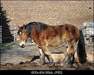 kopf, bauch und vier hufe - der reiterthread-kaltiforum14.jpg