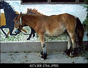 kopf, bauch und vier hufe - der reiterthread-henrywinzig7.jpg