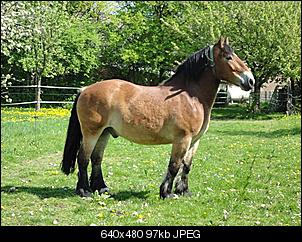 kopf, bauch und vier hufe - der reiterthread-dsc01146-small-.jpg