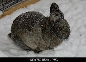 Eure Meinung!! Ich male Kaninchen, EURE !!-hase9.jpg