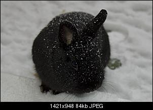 Eure Meinung!! Ich male Kaninchen, EURE !!-hase6.jpg