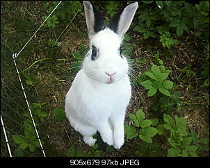 Eure Meinung!! Ich male Kaninchen, EURE !!-foto-0344.jpg