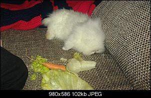 Die Regenbogenbr�cke-imag0054-2-.jpg