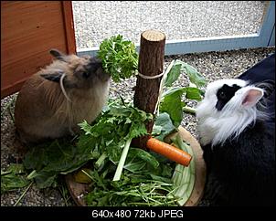 Welche Farben haben eure Ninchens ?-cookiex3a.jpg