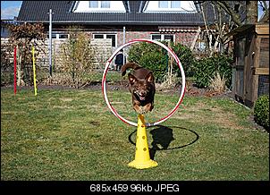 Der Hunde Thread-reifen.jpg