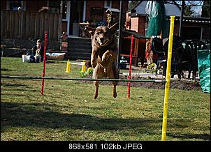 Der Hunde Thread-huerde.jpg