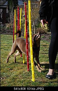 Der Hunde Thread-slalom.jpg