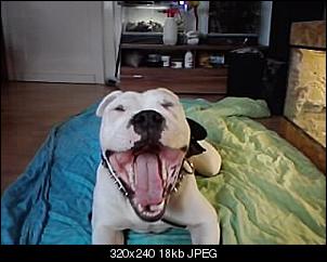 Der Hunde Thread-p251011_15.09.jpg