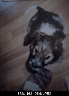 Der Hunde Thread-foto0342.jpg