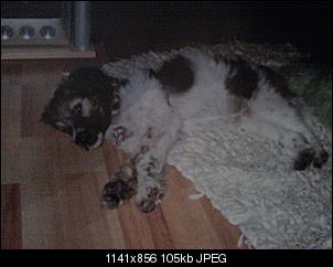 Der Hunde Thread-foto0346.jpg