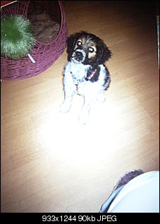 Der Hunde Thread-foto0348.jpg