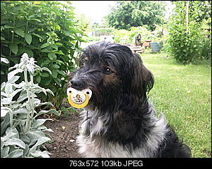 Der Hunde Thread-foto0187.jpg
