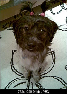 Der Hunde Thread-aliennelly.jpg