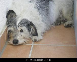 Der Hunde Thread-22.10.2011-5-.jpg