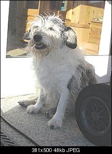 Der Hunde Thread-22.10.2011-8-.jpg
