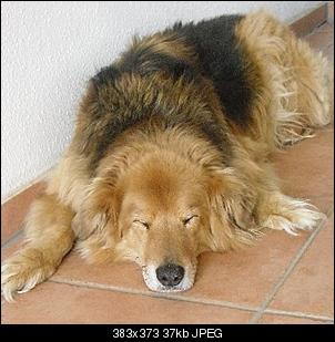 Der Hunde Thread-cimg1370.jpg