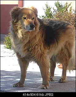 Der Hunde Thread-cimg1440.jpg