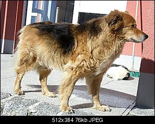 Der Hunde Thread-cimg1426.jpg