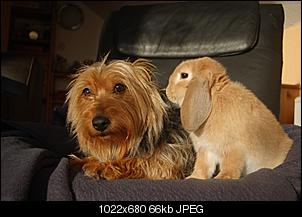 Der Hunde Thread-18.12.11.1.jpg
