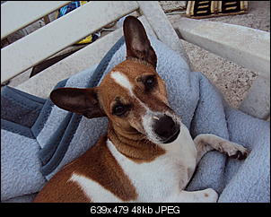 Der Hunde Thread-dsc00748.jpg