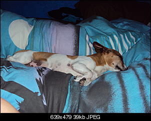 Der Hunde Thread-dsc00841.jpg