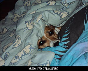 Der Hunde Thread-dsc00825.jpg
