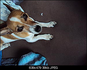 Der Hunde Thread-dsc00818.jpg