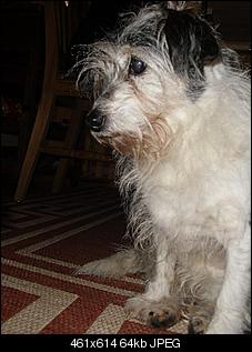 Der Hunde Thread-cimg1666.jpg