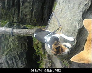 Der Hunde Thread-dsc00147.jpg