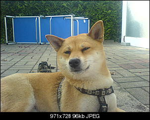Der Hunde Thread-dsc00122.jpg