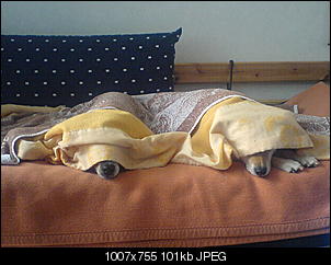 Der Hunde Thread-dsc00191.jpg