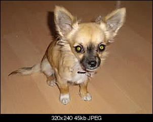 Der Hunde Thread-14aard3.jpg