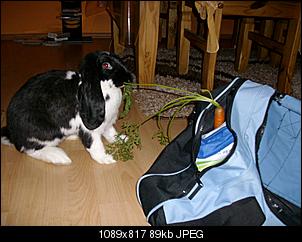 Eure Meinung!! Ich male Kaninchen, EURE !!-imgp2615.jpg