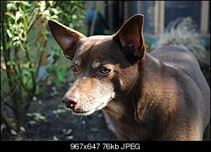 Welche Hunde habt ihr so?-mori.jpg