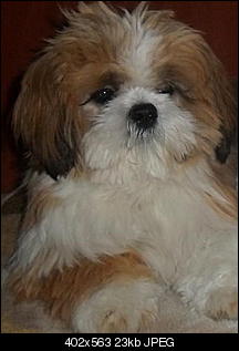 Welche Hunde habt ihr so?-00000000000000000000000000000000000000000000000000000000000000000000000000000000000000.jpg