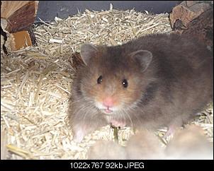 Hamsterkentnisse?-dsc03035-mittel-.jpg