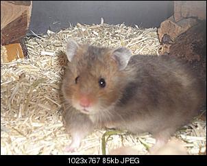 Hamsterkentnisse?-dsc03033-mittel-.jpg