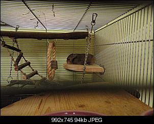 Hamsterkentnisse?-dsc03091-mittel-.jpg