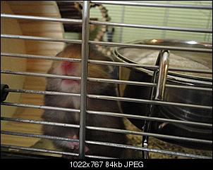 Hamsterkentnisse?-dsc03051-mittel-.jpg