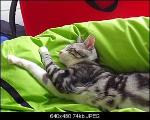 Der Katzen Thread-dscf2055.jpg