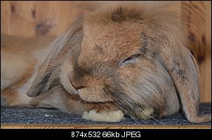 Verliebt in L�wchen-dsc_0002-kopie.jpg