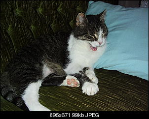 Der Katzen Thread-p1010093.jpg
