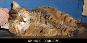 Der Katzen Thread-sam_0885.jpg