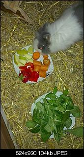 Fotografie-Thread-hoppel-bei-seiner-lieblingsbesch%E4ftigung..jpg
