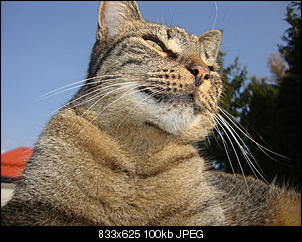 Der Katzen Thread-baustelle-pferd-497.jpg