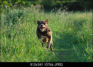 Der Hunde Thread-1.jpg