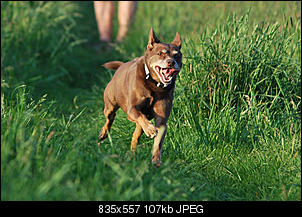 Der Hunde Thread-3.jpg